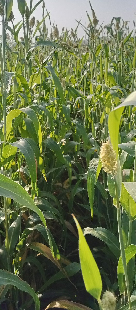 બારેટ લીલી જુવાર વેસવાની છે