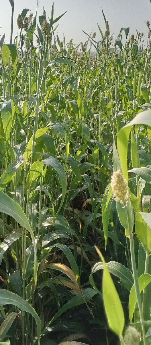 બારેટ લીલી જુવાર વેસવાની છે