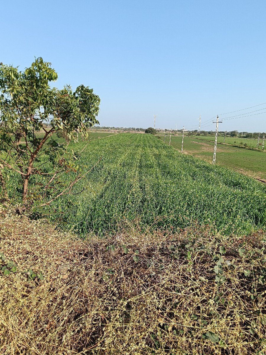જુવાર નું લીલુ વેચવાનુ છે