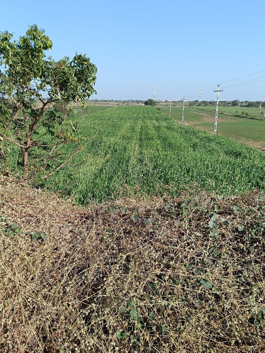 જુવાર નું લીલુ વેચવાનુ છે