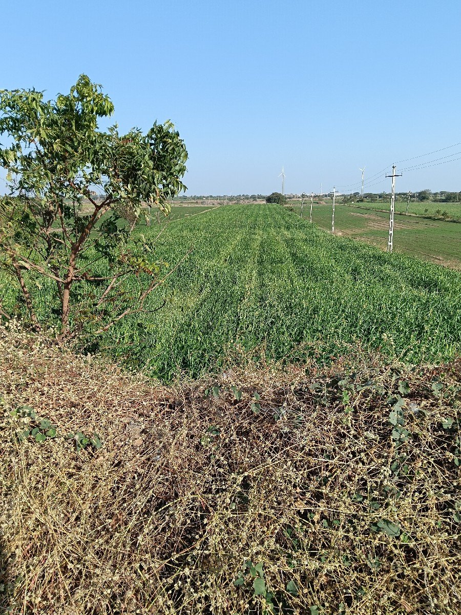 જુવાર નું લીલુ વેચવાનુ છે