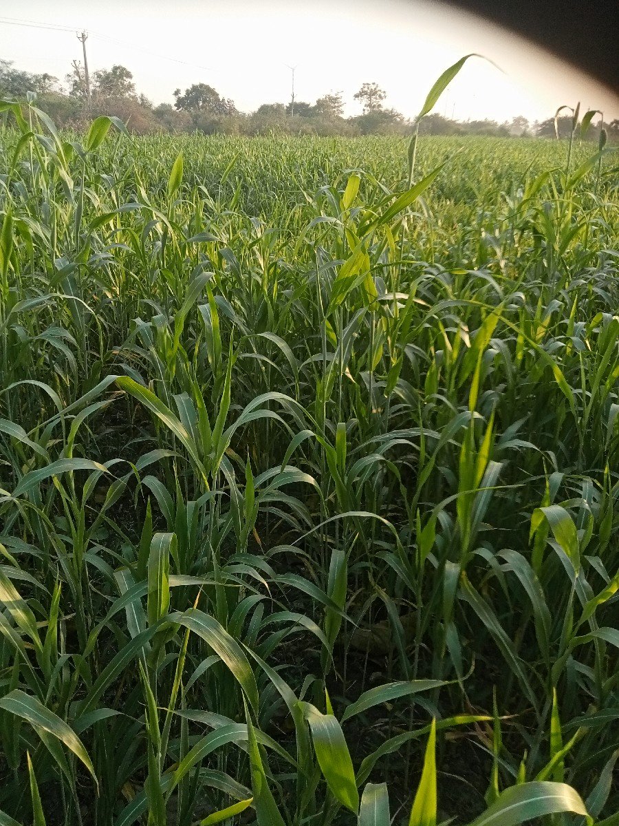 જુવારનો ચારો 5 વીઘા 1વીઘાના 15હજાર