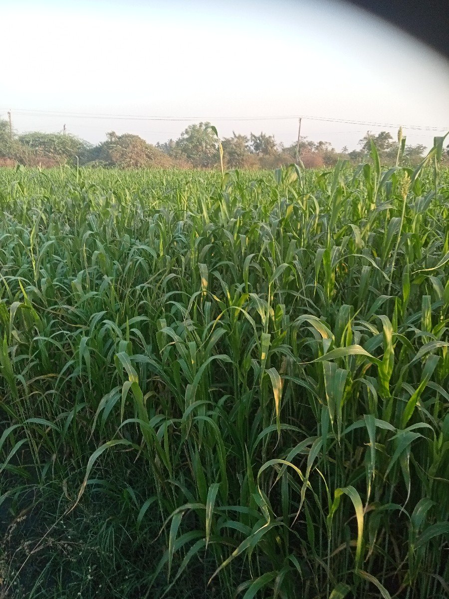 જુવારનો ચારો 5 વીઘા 1વીઘાના 15હજાર