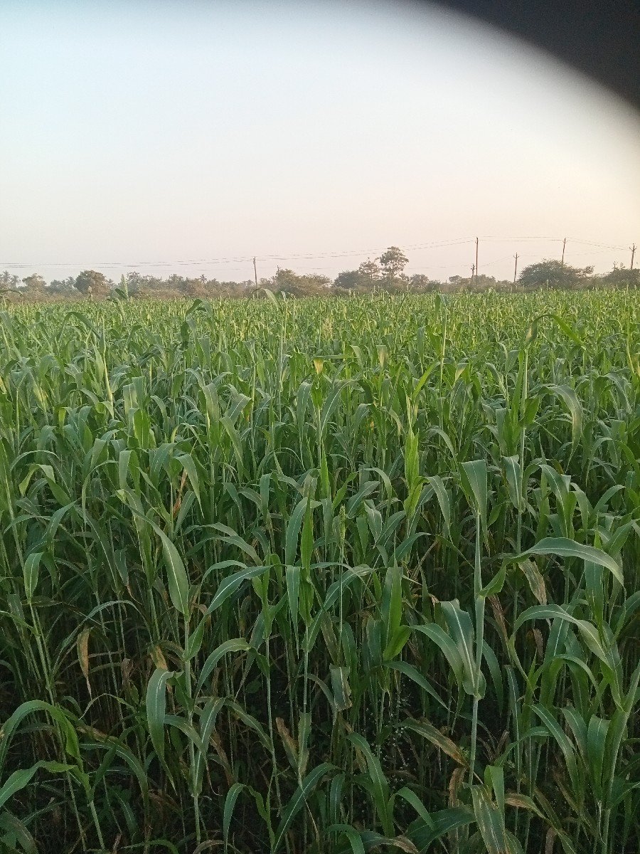 જુવારનો ચારો 5 વીઘા 1વીઘાના 15હજાર