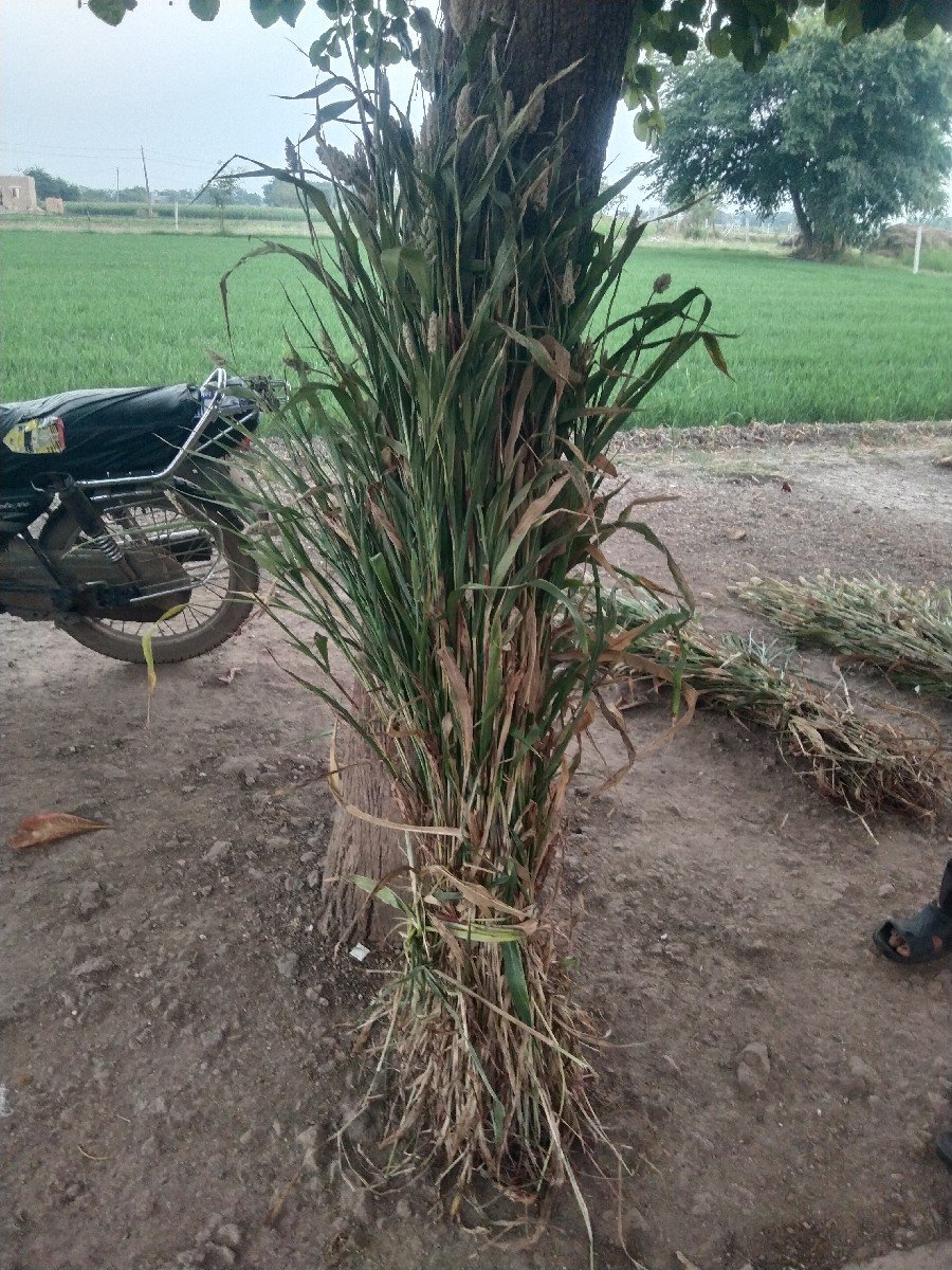 જુવારની સાર વેચવાની છે