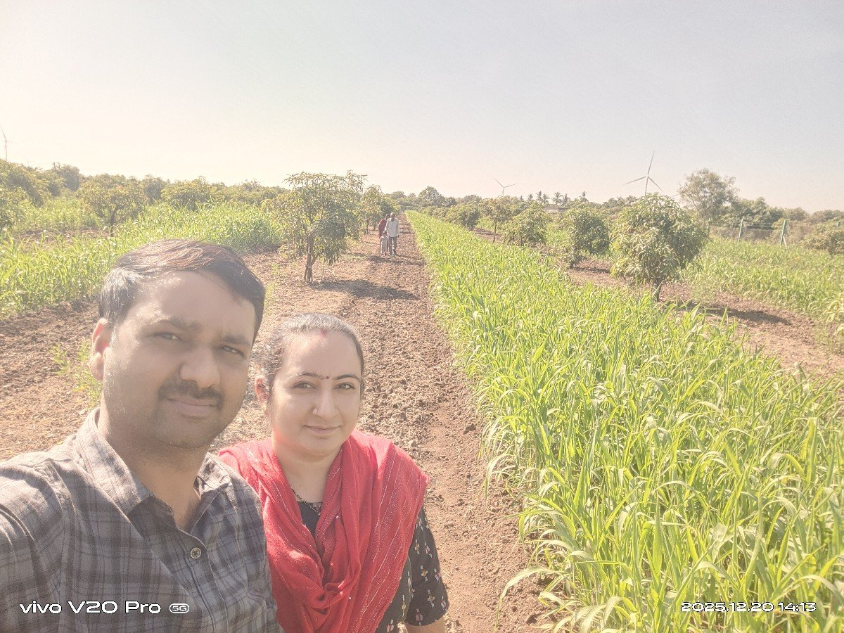 ગુંધળી જુવાર લીલી વેચવાની છે..