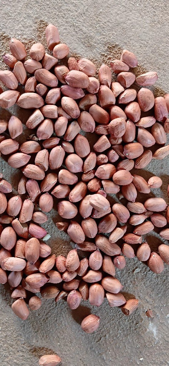 20 નંબર મગફળી બિયારણ માં આપવાની