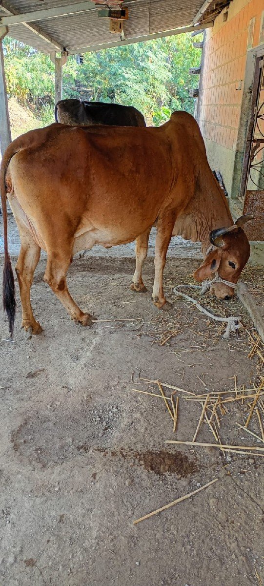 દેશી ગાય વેચવાની છે