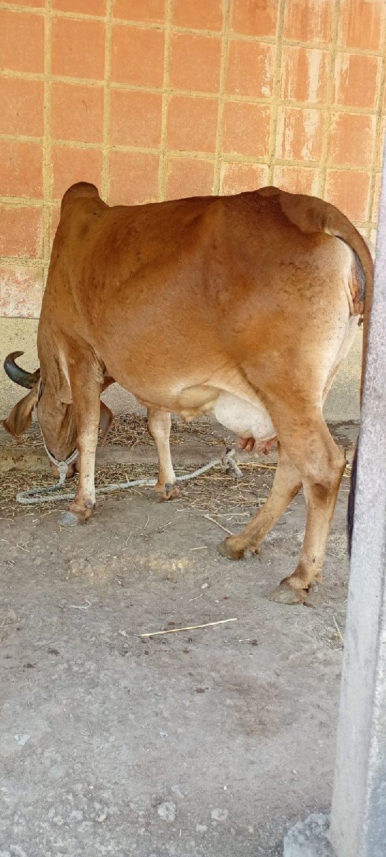 દેશી ગાય વેચવાની છે