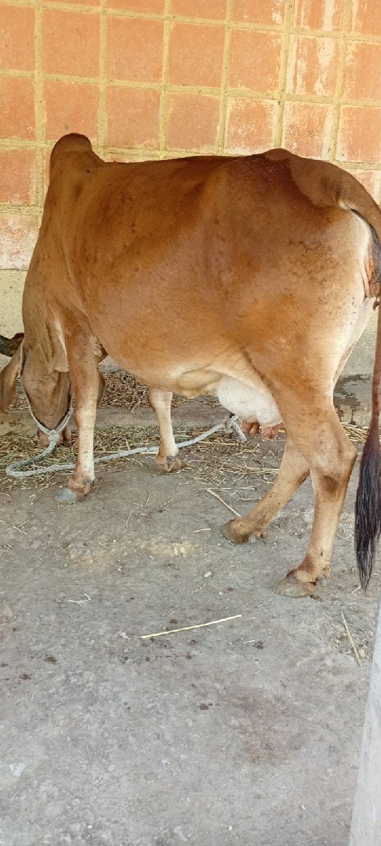 દેશી ગાય વેચવાની છે