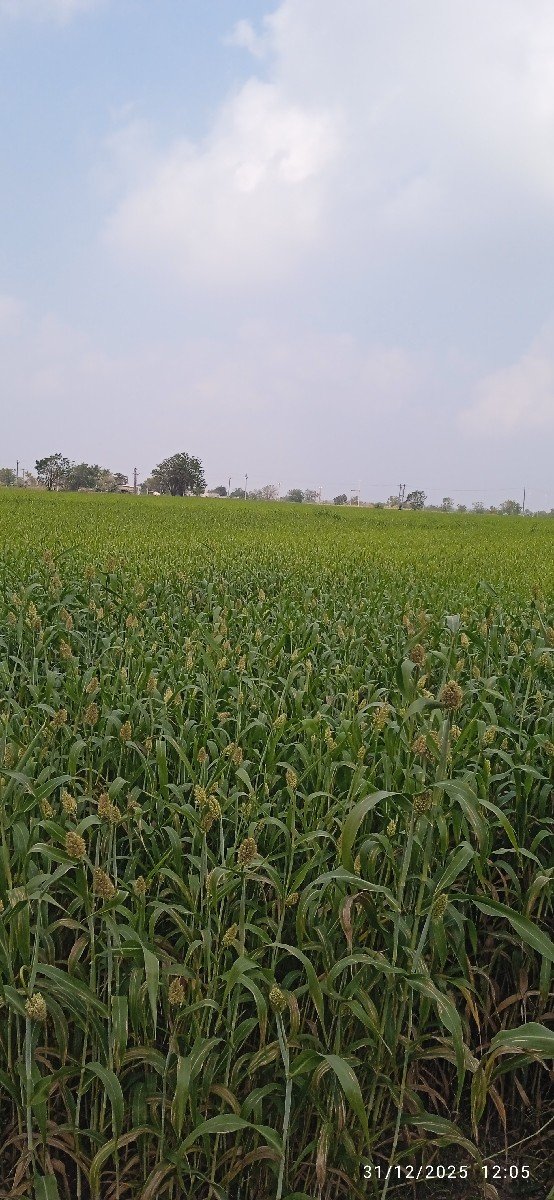 લીલી ગુદરી  વેચવાની છે