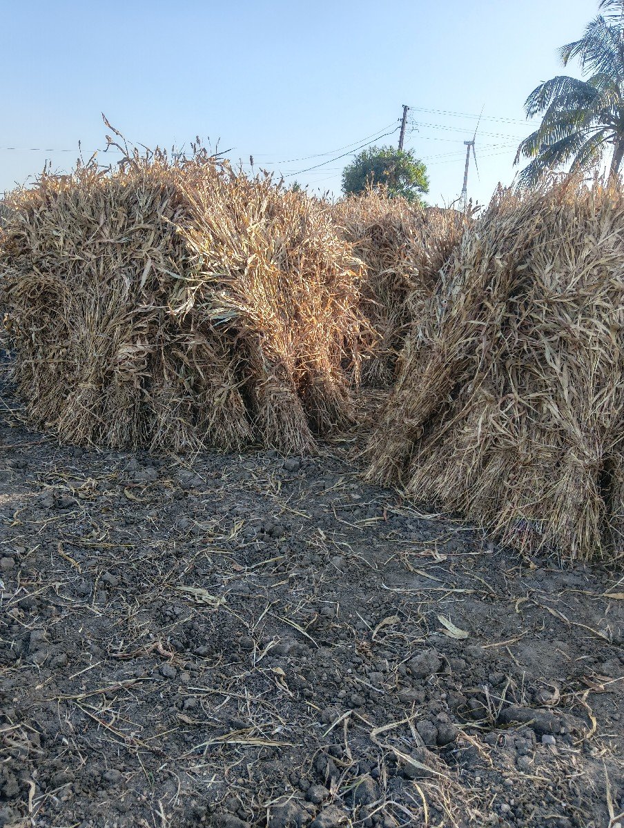 જુવાર