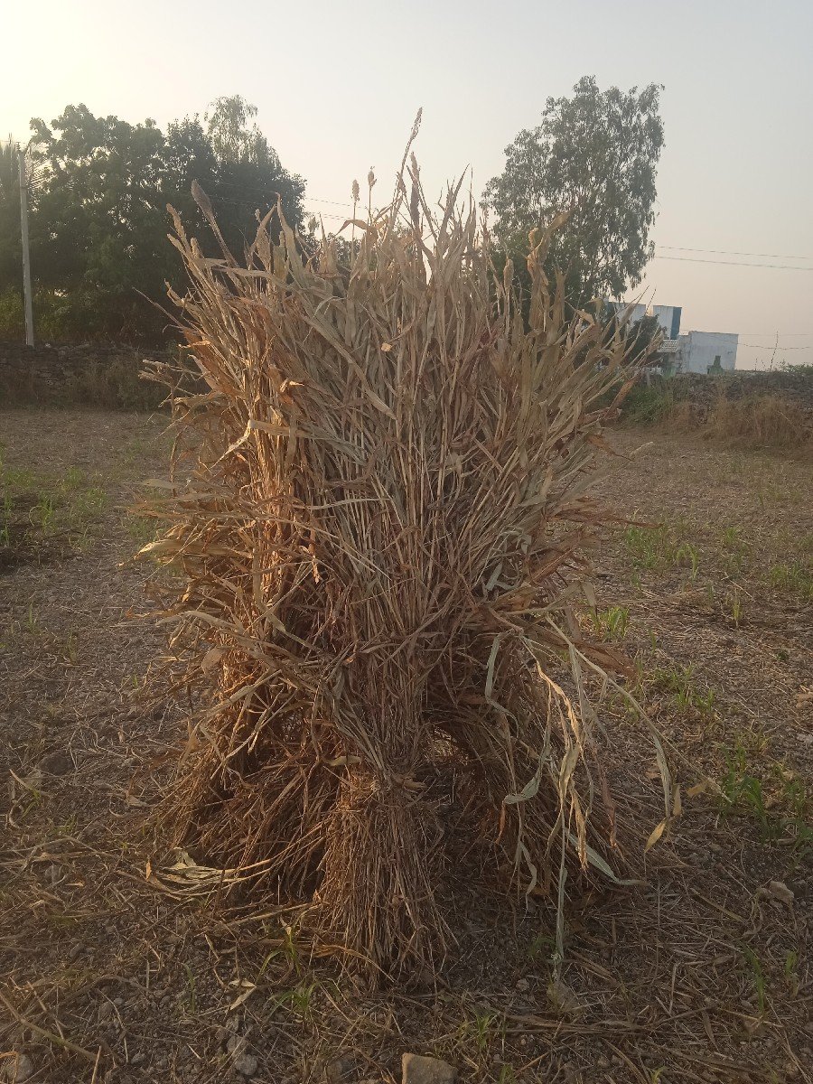 જુવાર ની  ડુડાવારી કોરી નિરણ