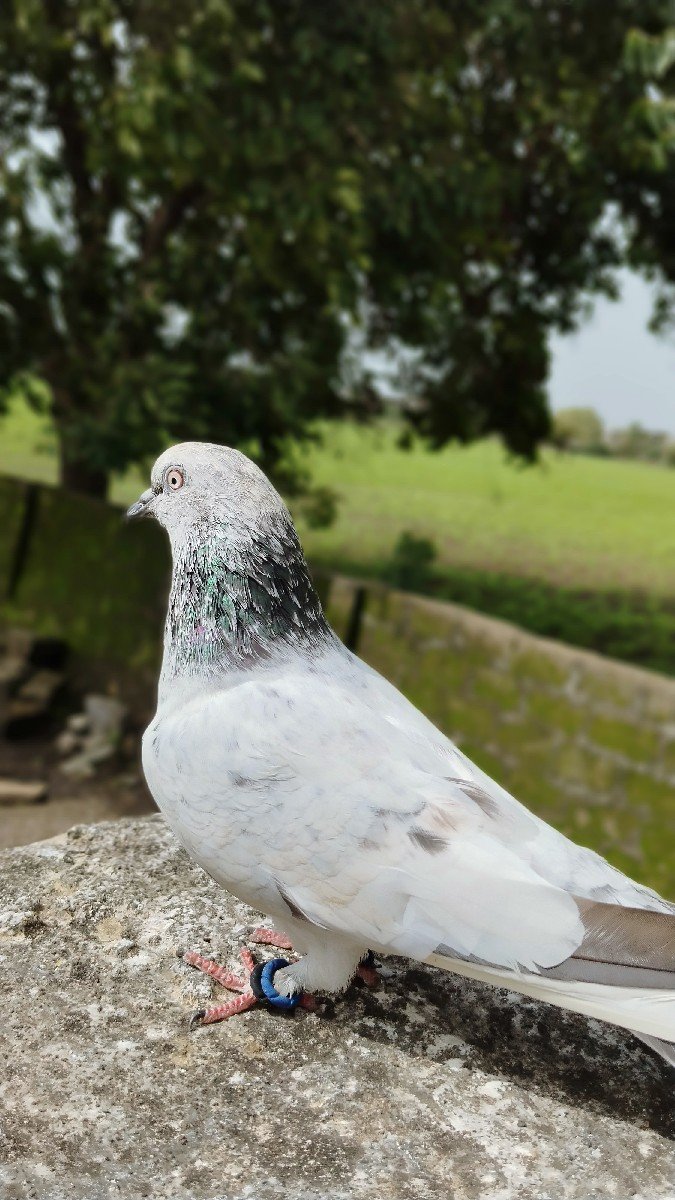બાજરો નર અને બાજરી માદી