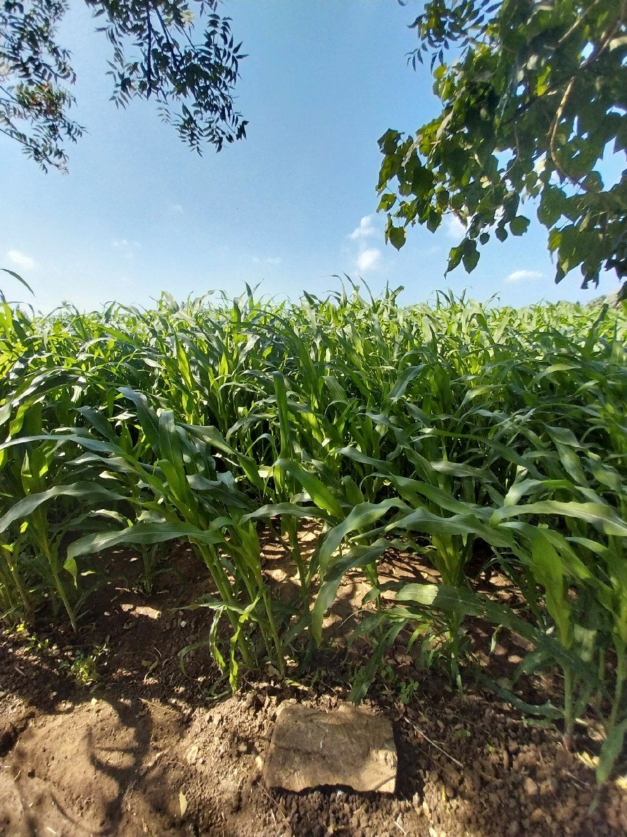 મકાઇ વેચવા ની છે