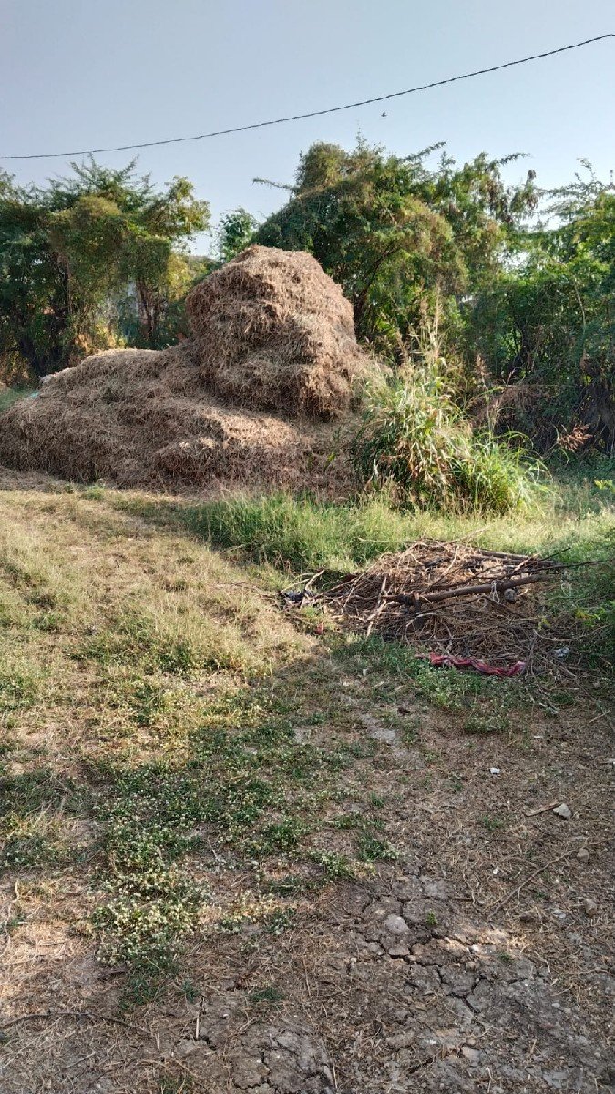 માડવિનો ભુકો વેસવાનો છે
