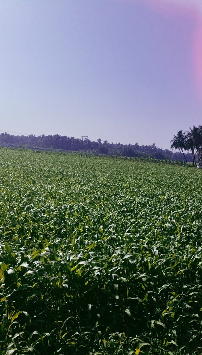 લીલી મકાઈ વેચવાની છે.