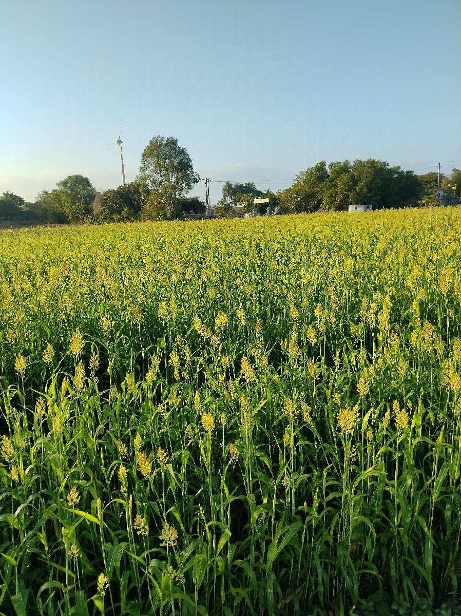 લીલી જુવાર