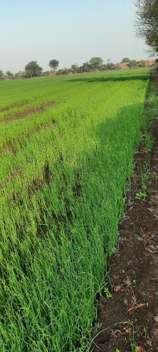 રોપ વેચવાનો છે