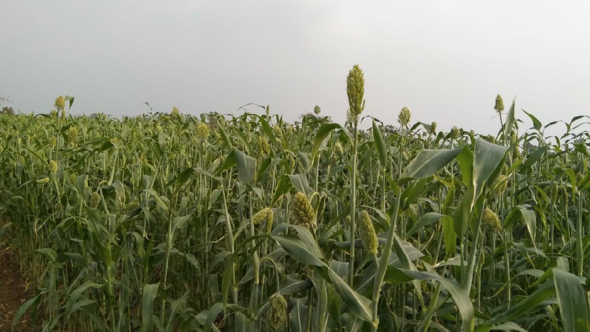 લીલી જુવાર વેચવાની છે