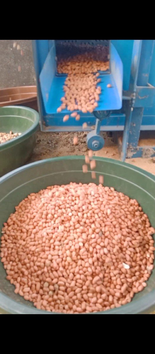 સીગં ફોલ વેસવાનોછે