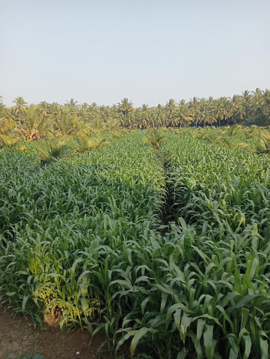 જોટવા ગોપાલભાઈ