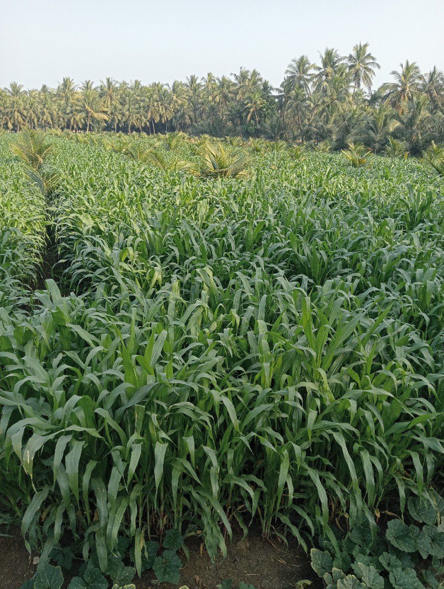 જોટવા ગોપાલભાઈ