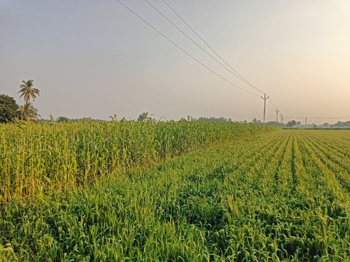 જુવાર વેચવાની છે.
