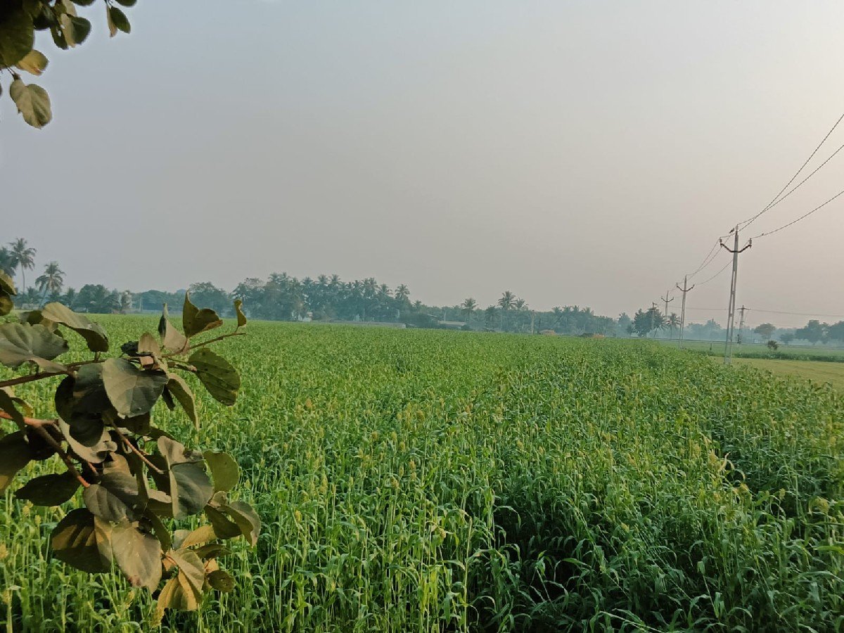 જુવાર વેચવાની છે.