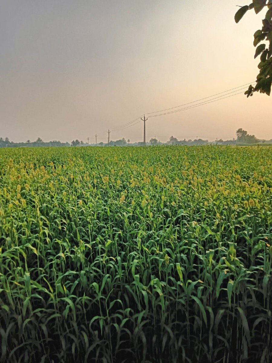 જુવાર વેચવાની છે.