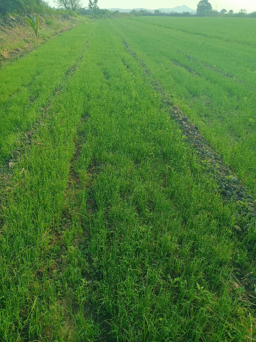 ડુંગળીનો રોપ વેશવા નો શે