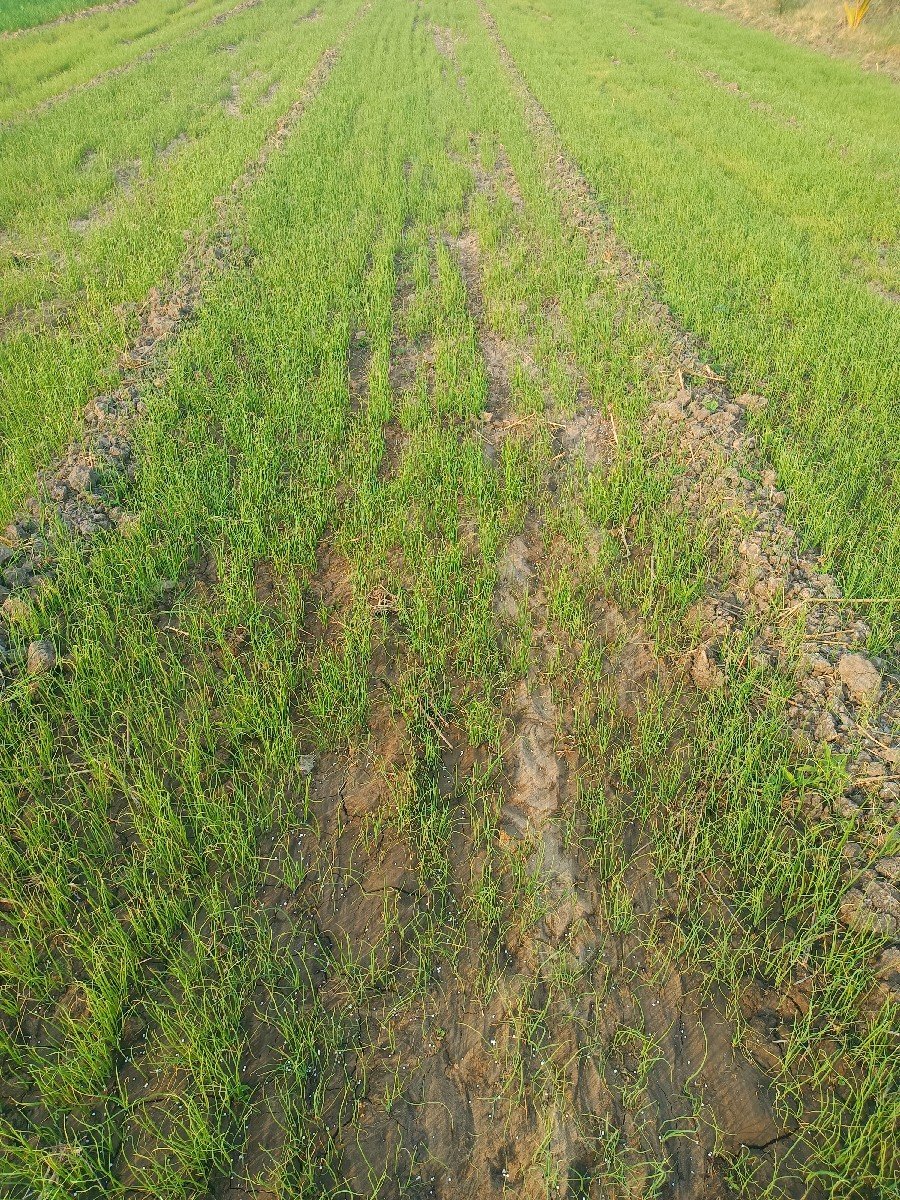 ડુંગળીનો રોપ વેશવા નો શે