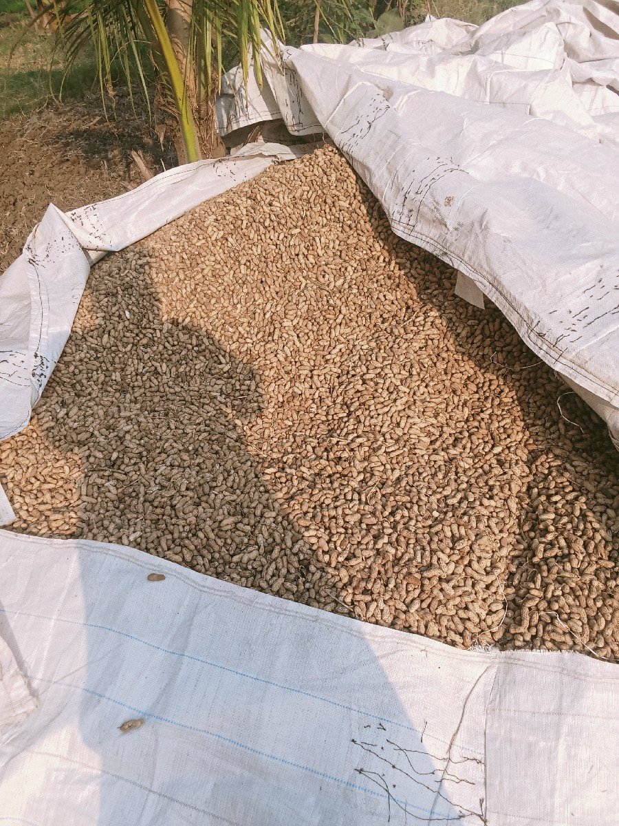 માંડવી વેચવાની છે