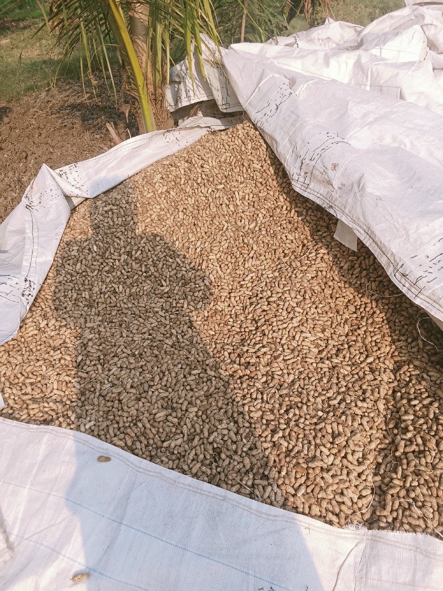 માંડવી વેચવાની છે