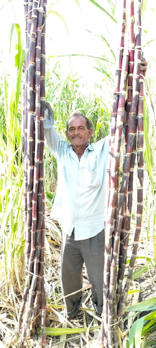 કારિ સેરડી