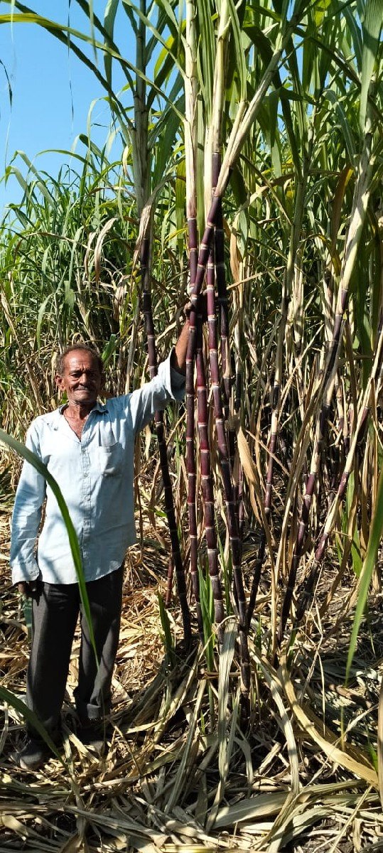 કારિ સેરડી