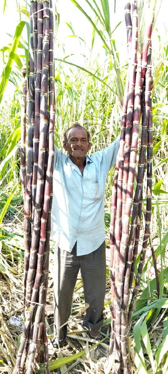 કારિ સેરડી