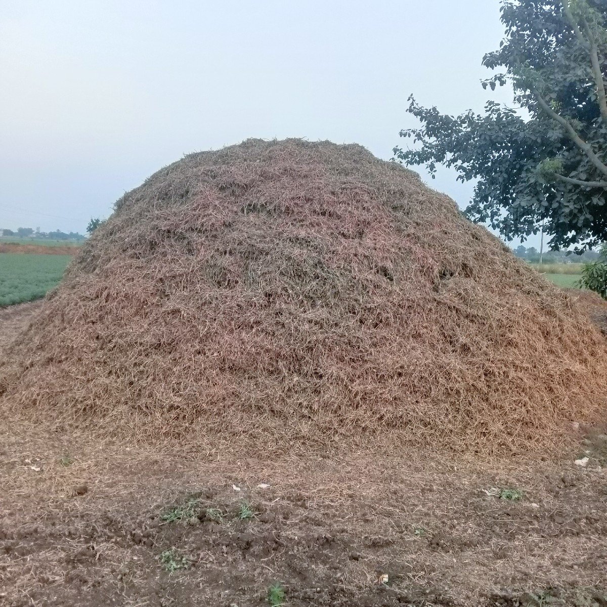 ભુકો