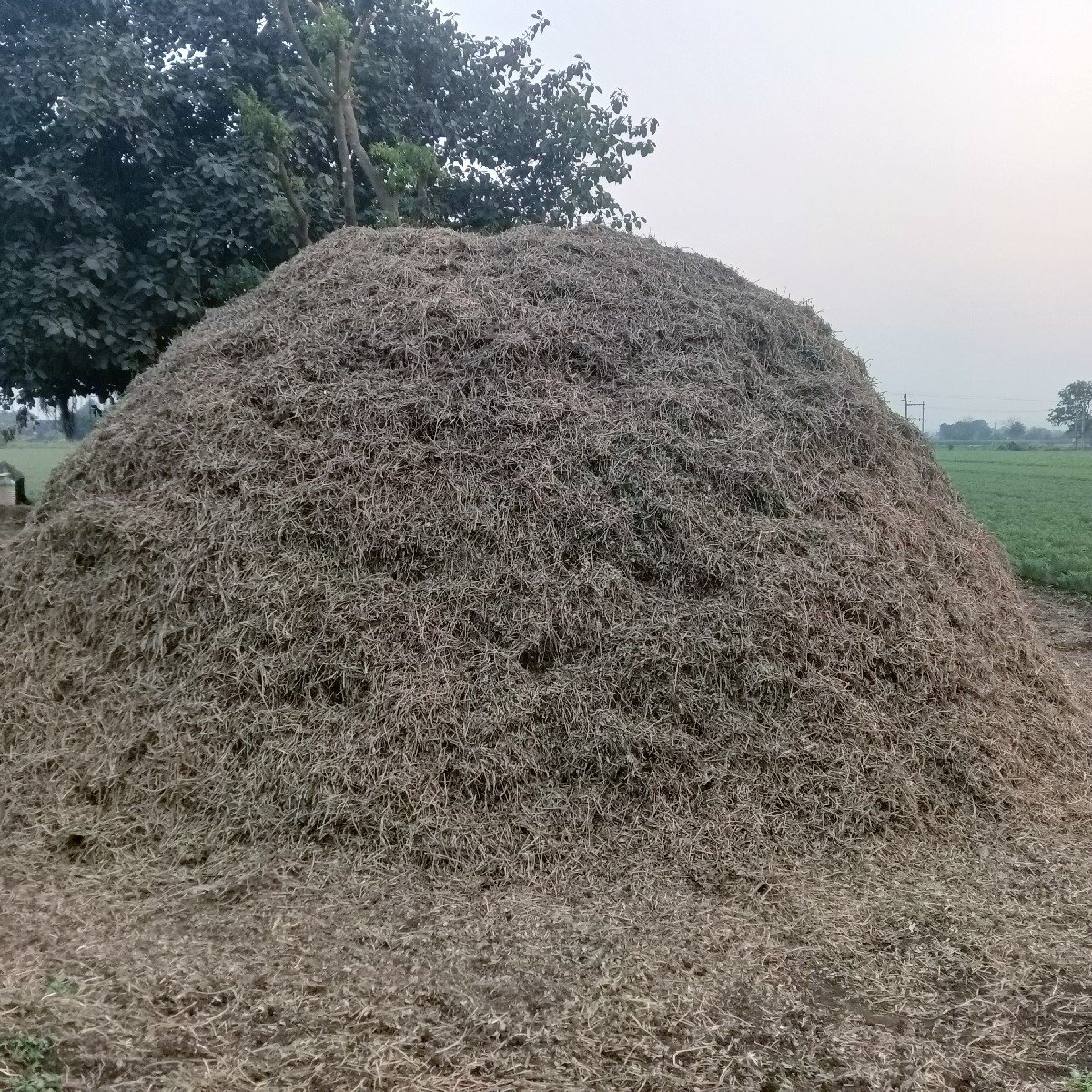 ભુકો