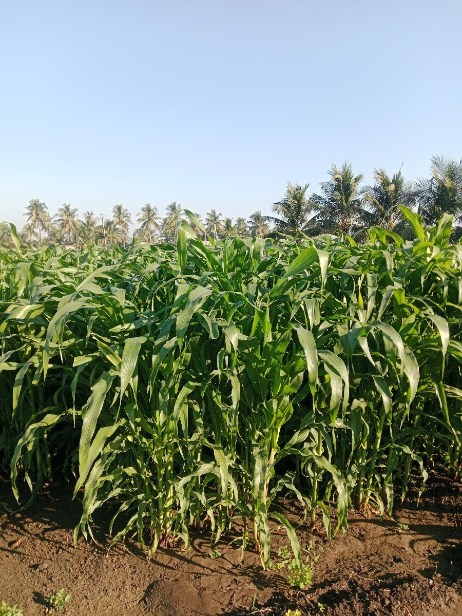 લીલી મકાય વેચવાનું છે