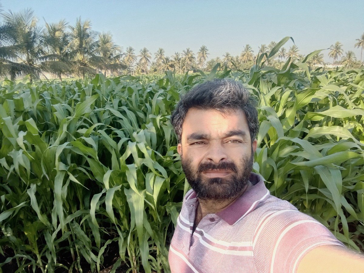 લીલી મકાય વેચવાનું છે