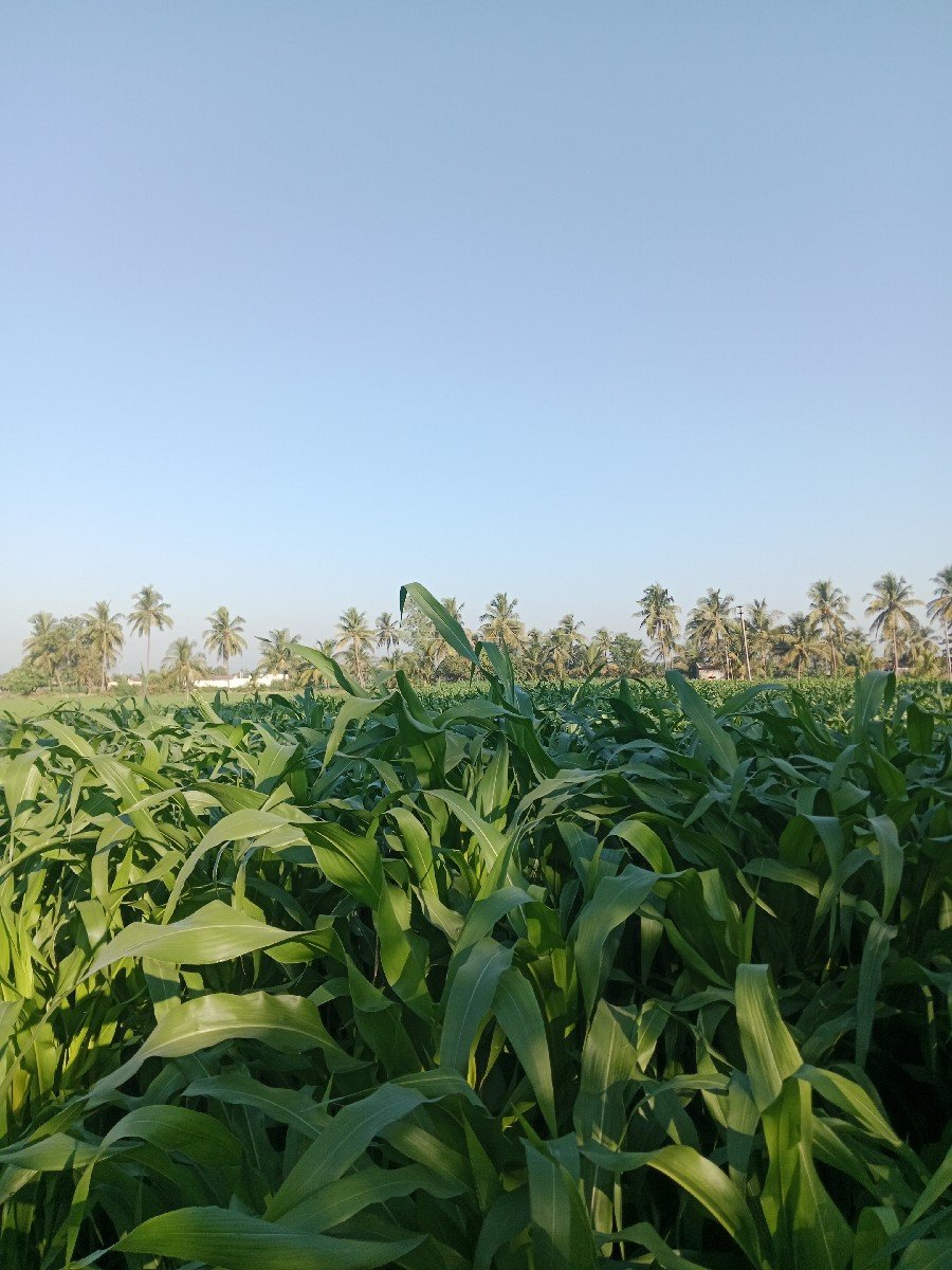 લીલી મકાય વેચવાનું છે
