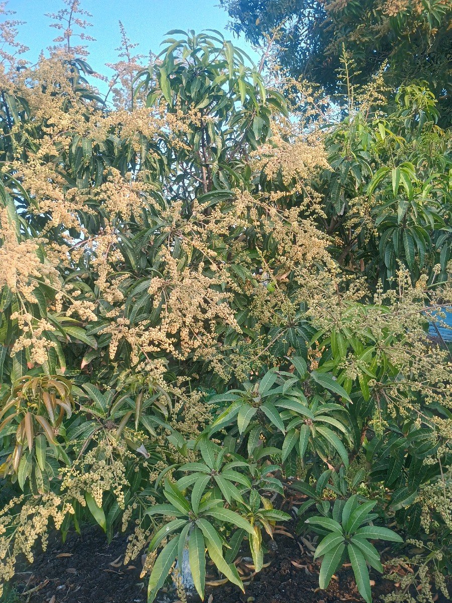 બગીસોદેવવાનો છે