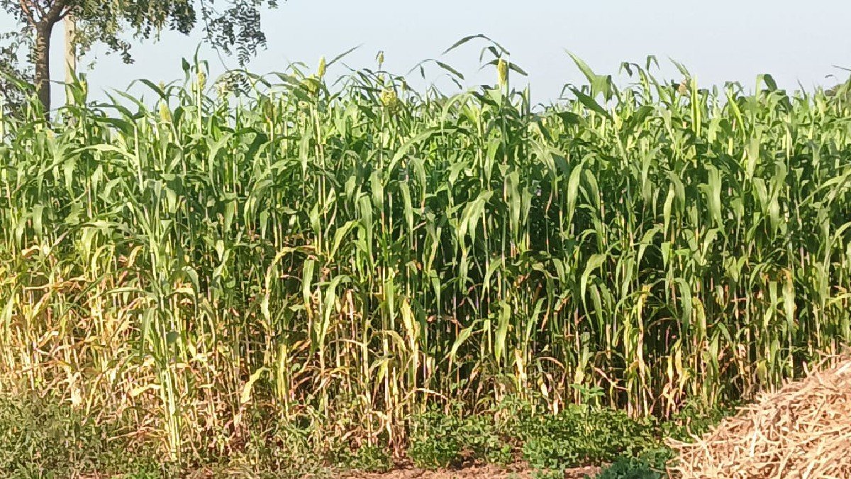 જૂવાર