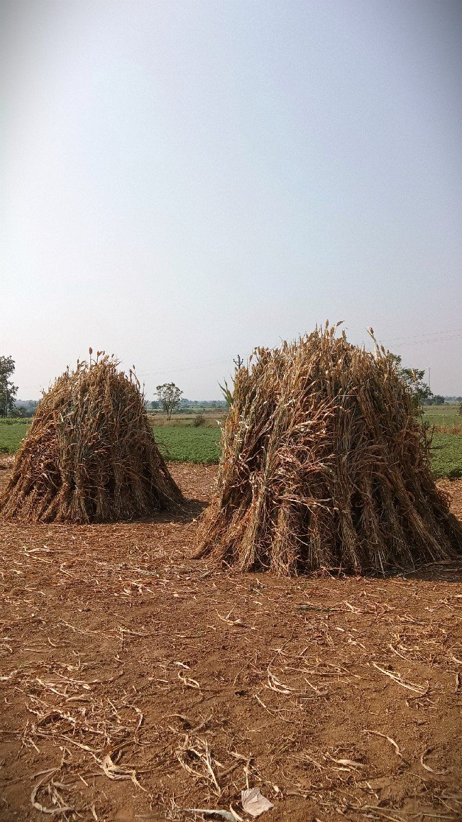 નીરણ વેચવાની છે