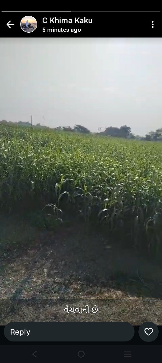 લિલો ચારો વેચવા નો છે