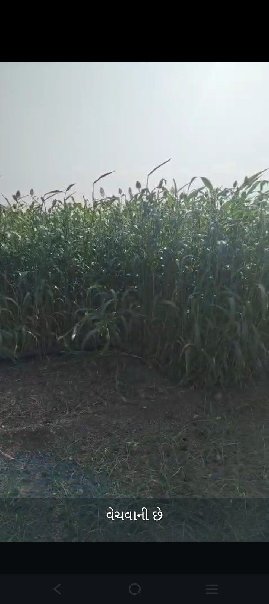 લિલો ચારો વેચવા નો છે