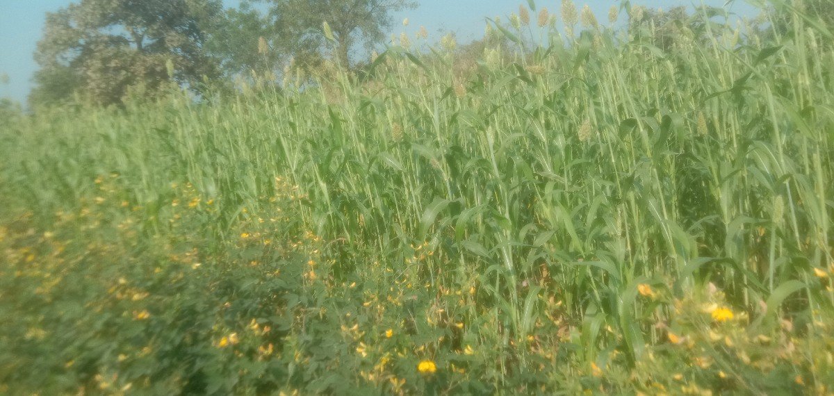 લીલી જુવાર નો ચારો વેચવાની છે