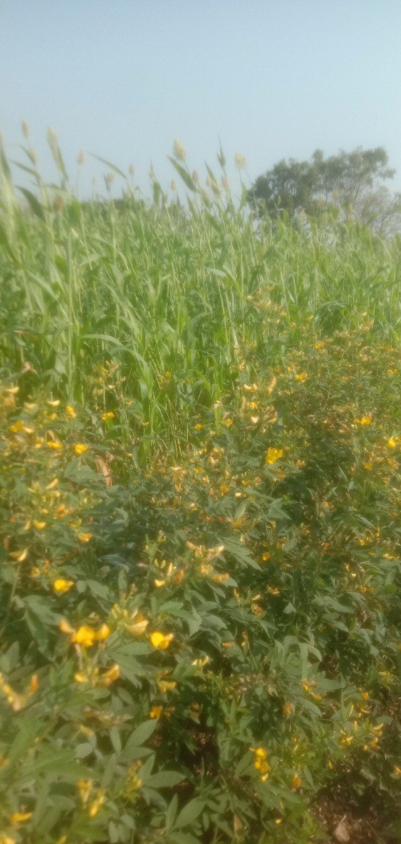 લીલી જુવાર નો ચારો વેચવાની છે