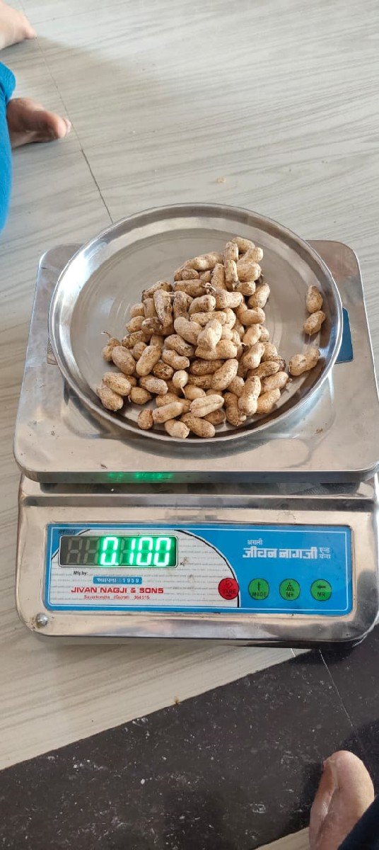 GG-35 (સોરઠ ગોલ્ડ )મગફળી